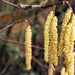 Catkins  by 365projectorglisa