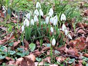 2nd Feb 2021 - Signs of Spring!