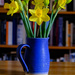Daffodils by 365nick
