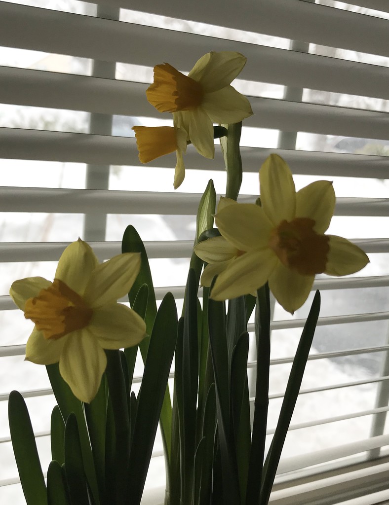 Mini daffodils  by mjmaven