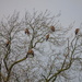 A Kettle Of Red Kites by bulldog