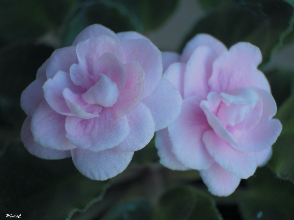 Pink African Violet by monicac