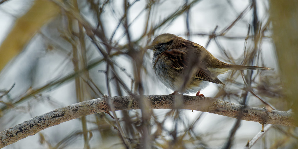 White-throated sparrow on an arching branch by rminer