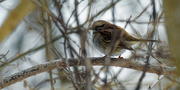 2nd Feb 2021 - White-throated sparrow on an arching branch