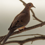2nd Feb 2021 - mourning dove
