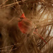 Northern cardinal by rminer