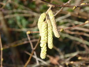21st Jan 2021 - Hazel catkins highlighted in the lunchtime sunshine