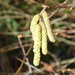 Hazel catkins highlighted in the lunchtime sunshine by speedwell