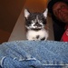 Groucho The Kitten by randy23