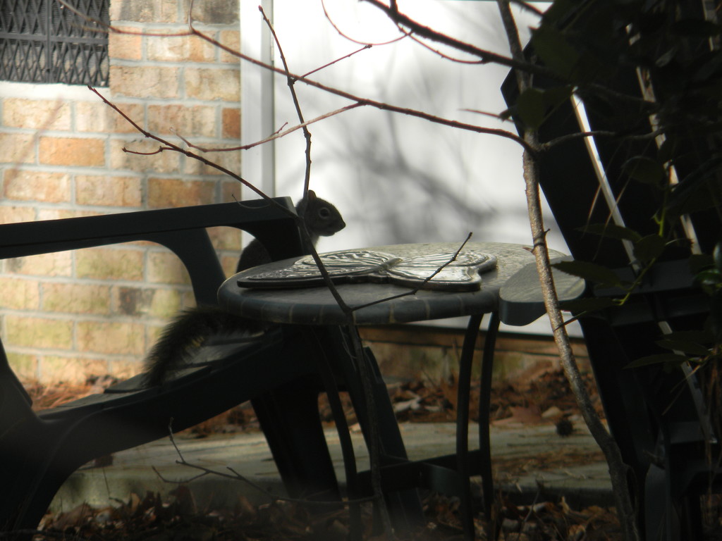 Squirrel Sitting in Backyard by sfeldphotos