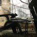 Squirrel Sitting in Backyard by sfeldphotos