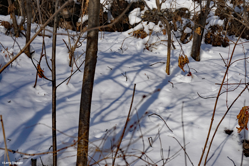 Shadows on the snow by larrysphotos