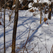 Shadows on the snow by larrysphotos