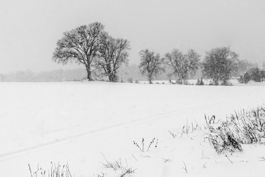 Snowy Scene by farmreporter