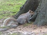 30th Jan 2021 - Hoping for a Nut .