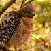 Red Shouldered Hawk All Fluffed Up! by rickster549