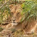 Lion up close by ludwigsdiana