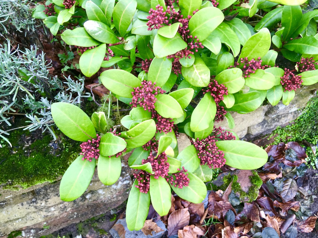 Skimmia Japonica... by moominmomma