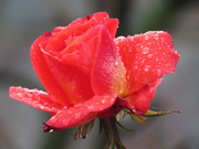 3rd Feb 2021 - Rainy Day Rose