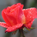 Rainy Day Rose by seattlite
