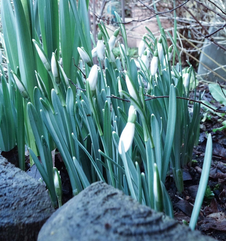 Snowdrops by cam365pix