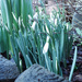 Snowdrops by cam365pix