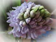 2nd Feb 2021 - Hyacinth in bud