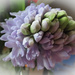 Hyacinth in bud by mumswaby