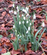 3rd Feb 2021 - Sign of Spring