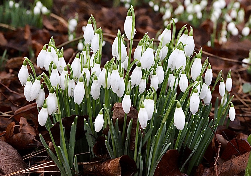 Clump of Snowdrops  by carole_sandford