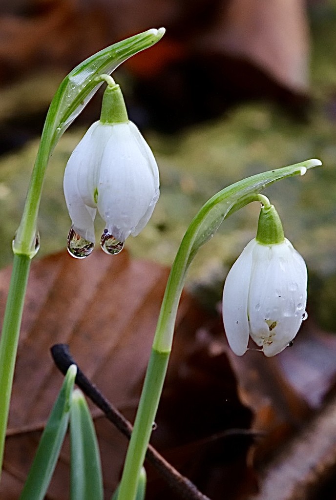 Snowdrops & Waterdrops by carole_sandford