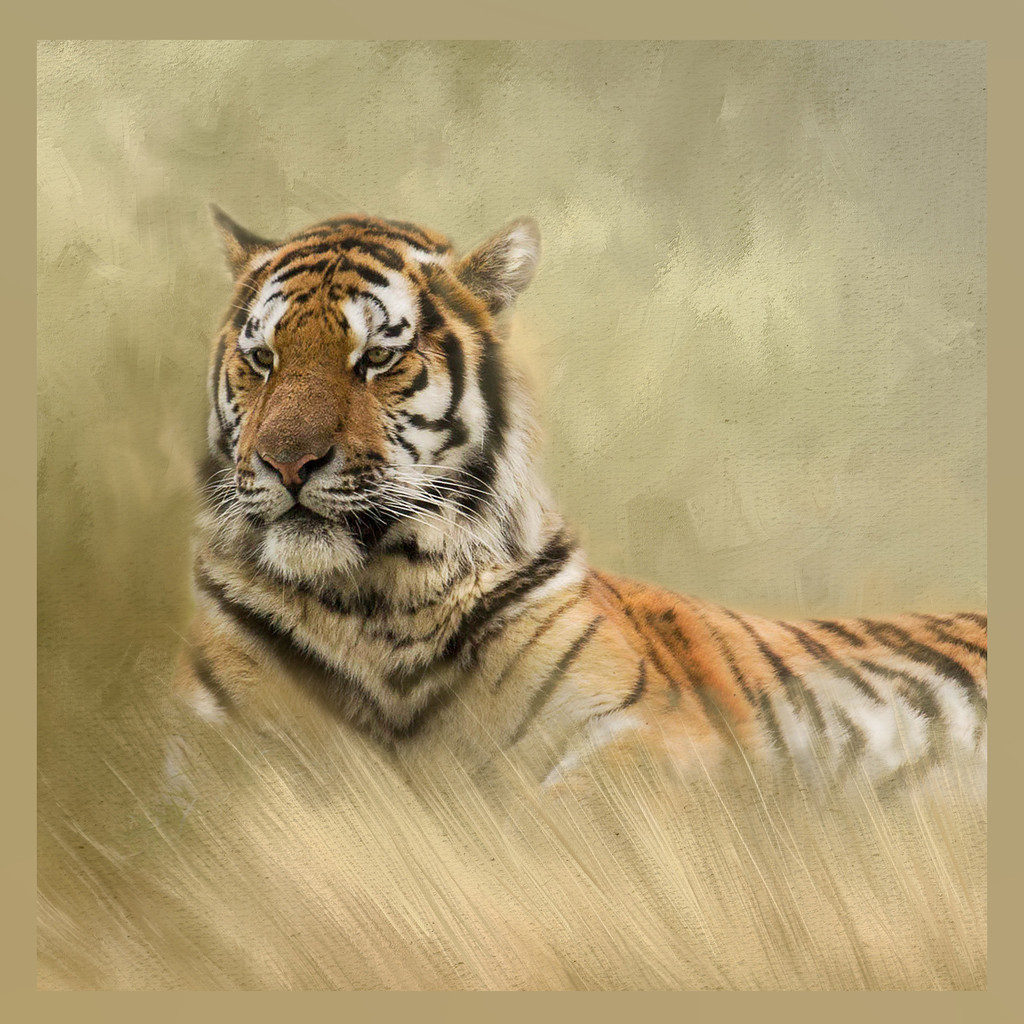 Tiger  by shepherdmanswife