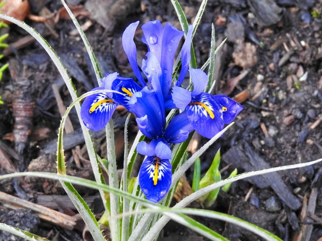  Iris Reticulata by susiemc