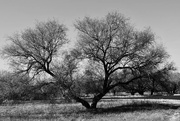 3rd Feb 2021 - Black and White Double Tree