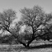 Black and White Double Tree by theredcamera