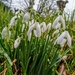 Snowdrops by boxplayer