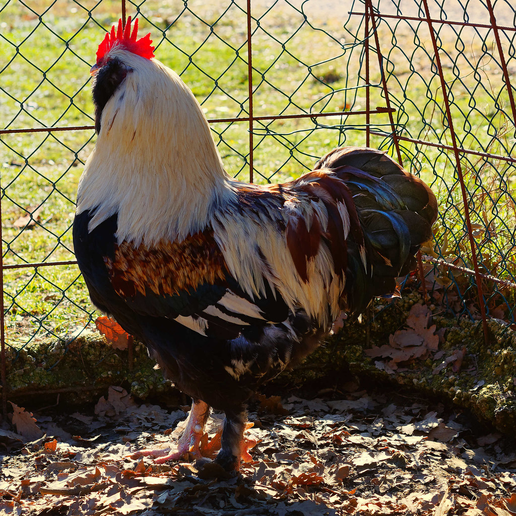Rocky the Rooster by laroque