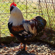 3rd Feb 2021 - Rocky the Rooster