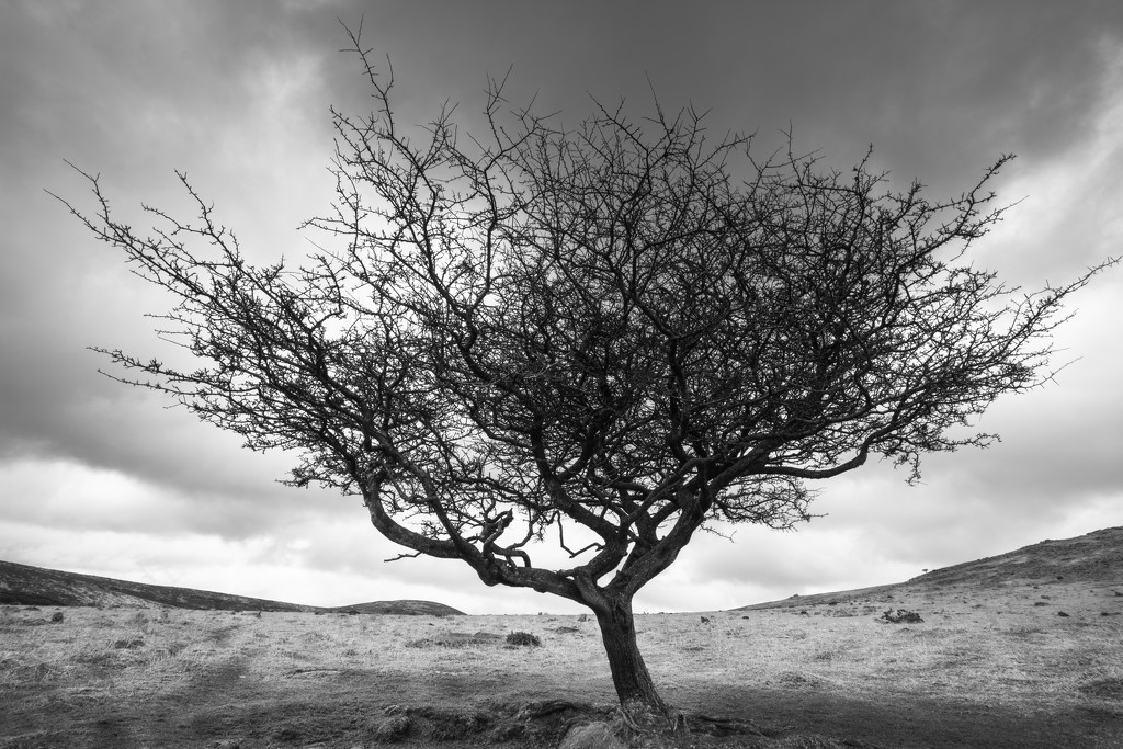 Dartmoor by rumpelstiltskin
