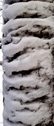 3rd Feb 2021 - Tiger Stripe Snow