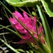   Pink Air Plant Flower ~ by happysnaps