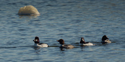 3rd Feb 2021 - common goldeneyes and a small iceberg