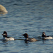 common goldeneyes and a small iceberg by rminer