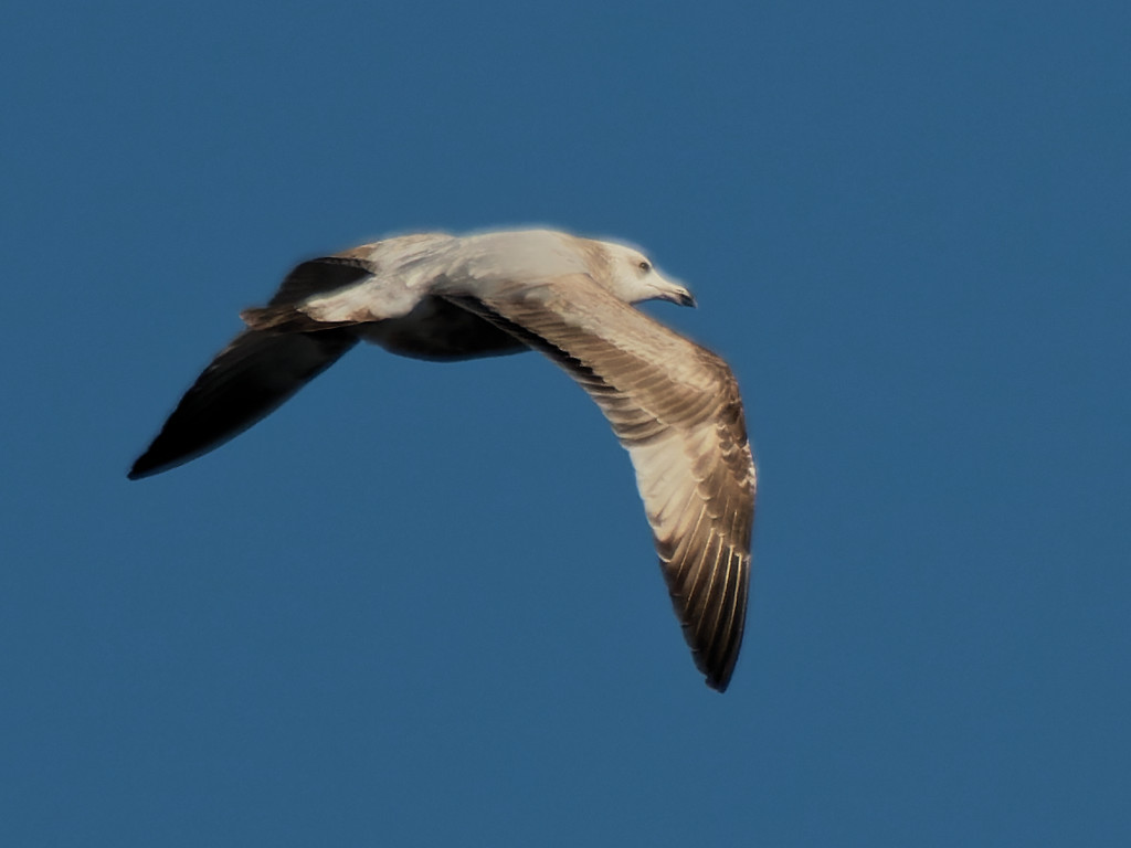 Herring gull  by rminer