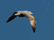 3rd Feb 2021 - Herring gull 