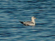 3rd Feb 2021 - ring-billed gull in water