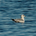 ring-billed gull in water by rminer