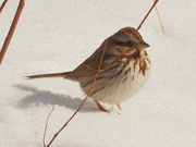 3rd Feb 2021 - Song sparrow 