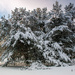 Snowy tree by elisasaeter