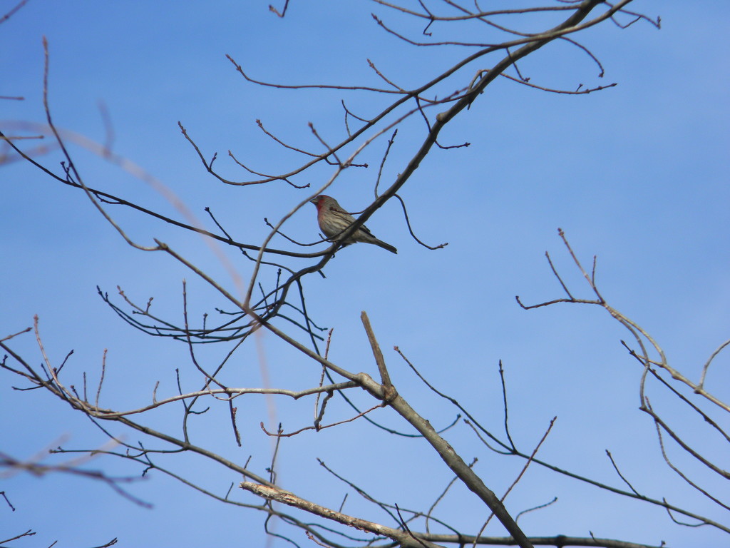 Bird on Branch by sfeldphotos